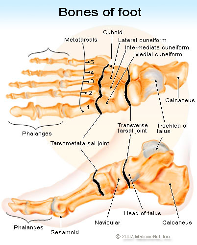 bones_of_foot